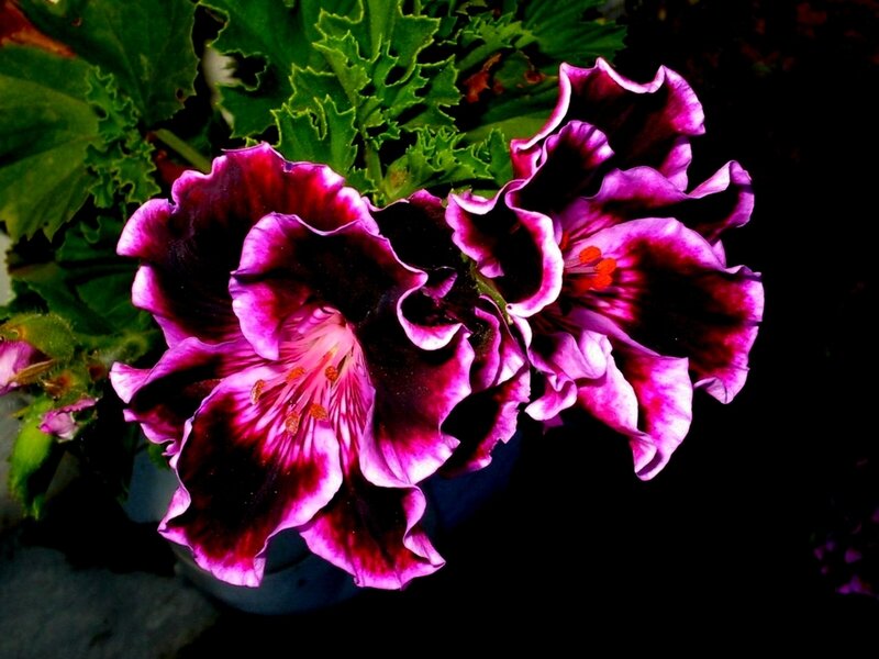 purple geranium flowers
