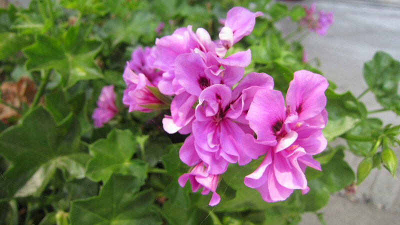 Purple Geranium Flowers — Calm, Afternoon, Photograph, Green Leaves, Spiderweb