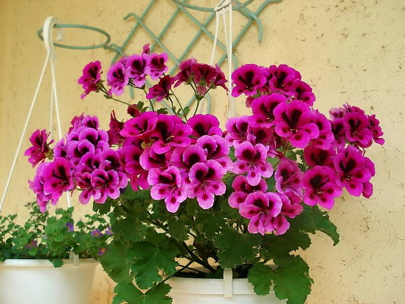 Purple Geranium Flowers — Calm, Afternoon, Photograph, Hanging Pot