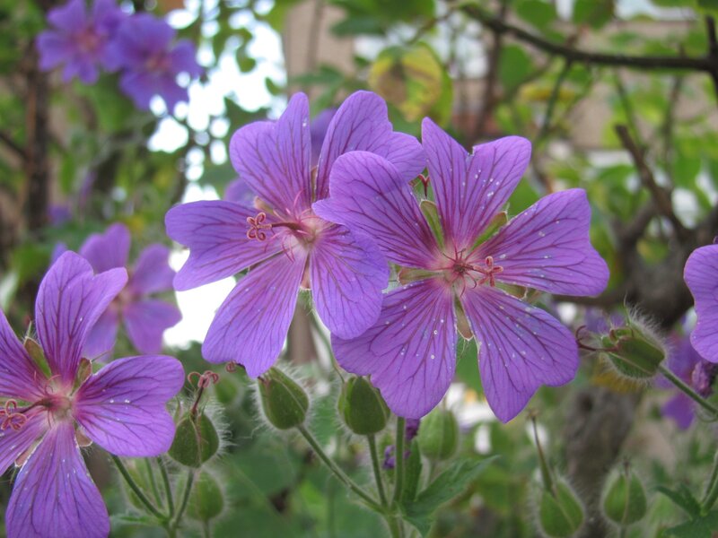 Purple Geranium Flowers — Calm, Afternoon, Photograph, Leaves, Buds