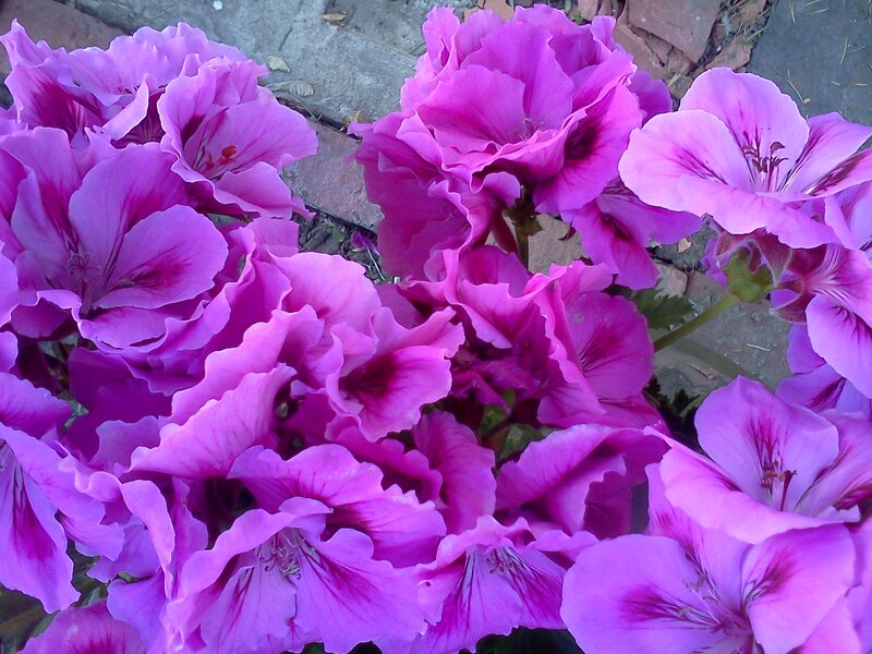 Purple Geranium Flowers — Calm, Afternoon, Photograph, Leaves