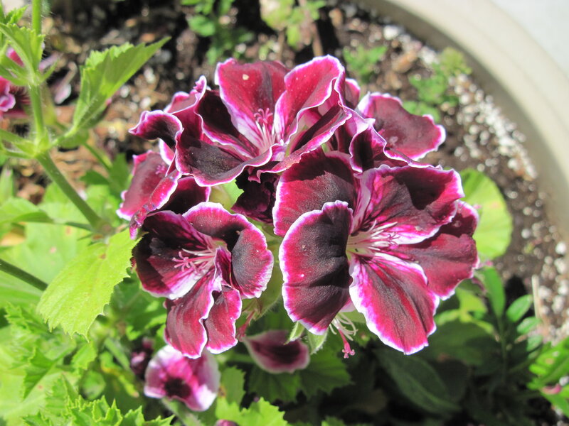 Purple Geranium Flowers — Calm, Afternoon, Photograph
