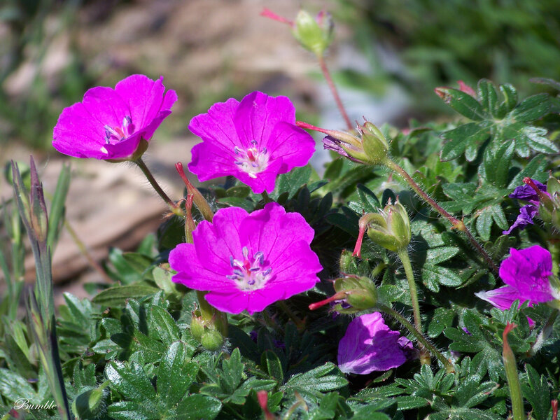 Purple Geranium Flowers — Calm, Afternoon