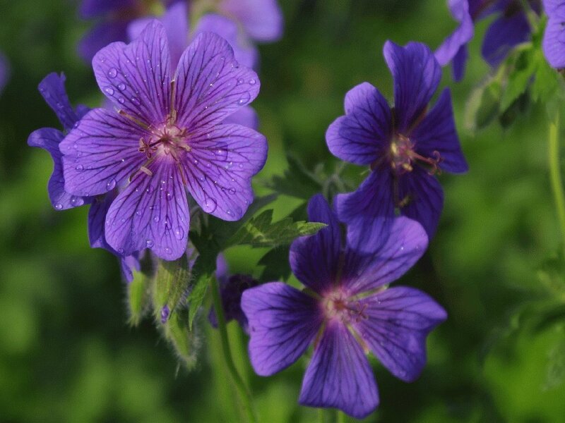 Purple Geranium Flowers — Calm, Morning