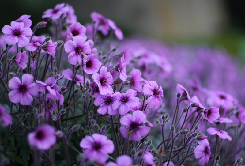 Purple Geranium Flowers — Calm, Spring, Photograph, Buds, Stems