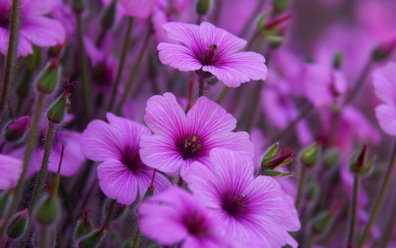 Purple Geranium Flowers — Calm, Spring, Photograph, Buds