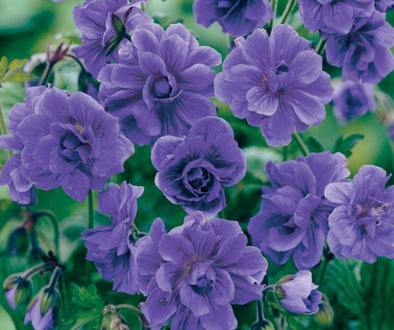 Purple Geranium Flowers — Calm, Spring, Photograph, Leaves