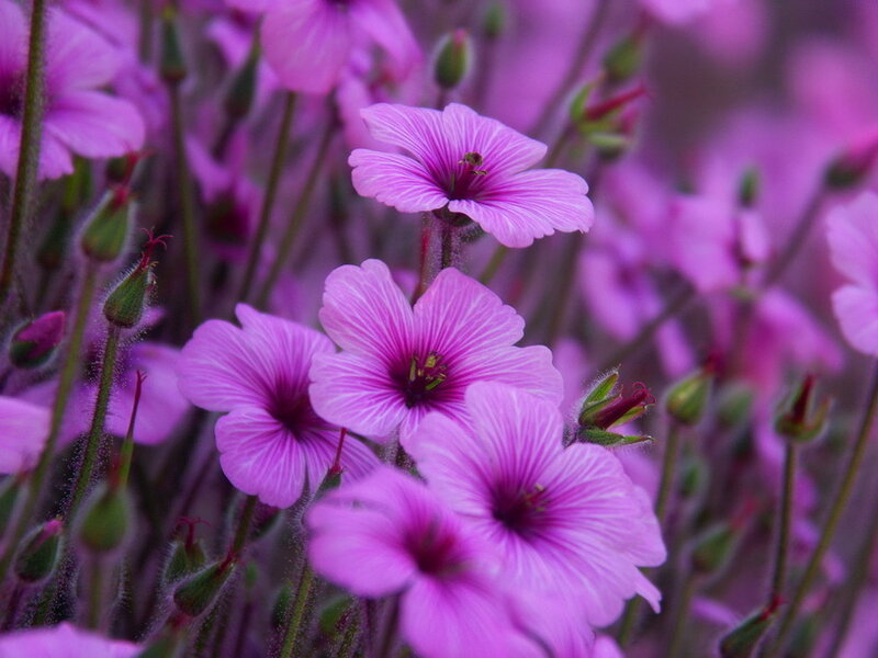 Purple Geranium Flowers — Calm, Spring, Photograph