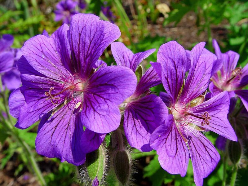 Purple Geranium Flowers — Calm, Spring