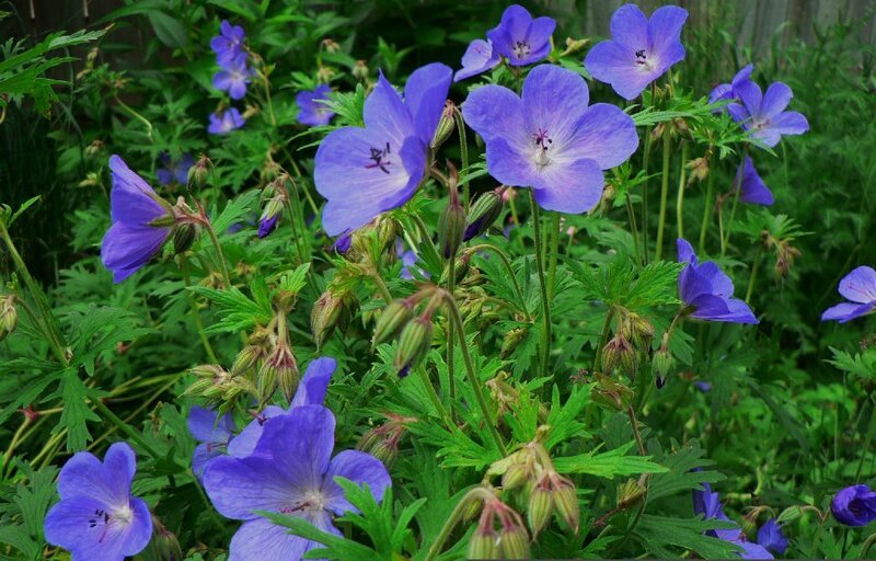Purple Geranium Flowers — Calm, Summer, Photograph
