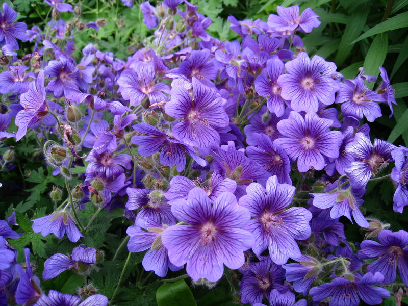 Purple Geranium Flowers — Calm, Summer