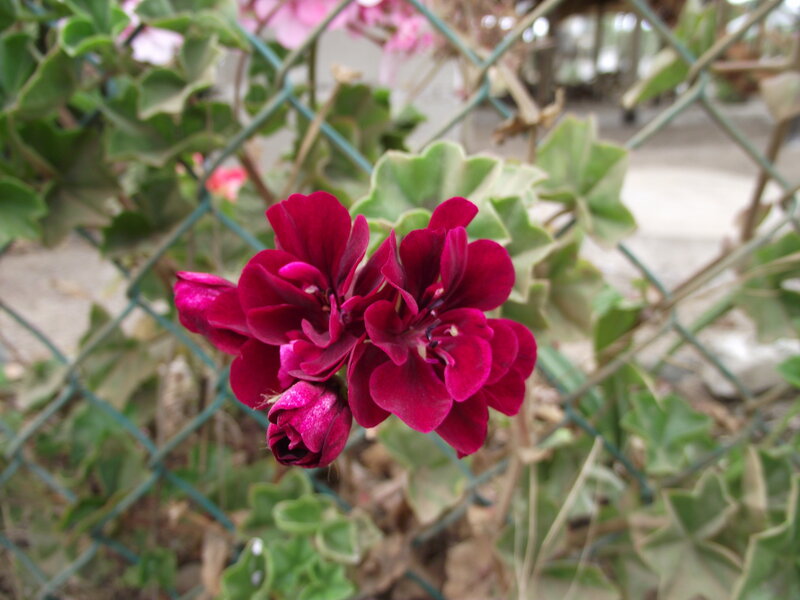 Purple Geranium Flowers — Calm