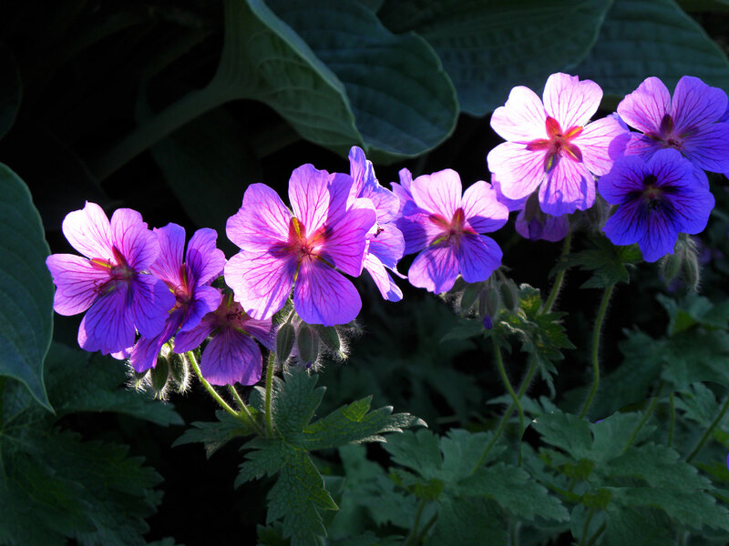 Purple Geranium Flowers — Dramatic