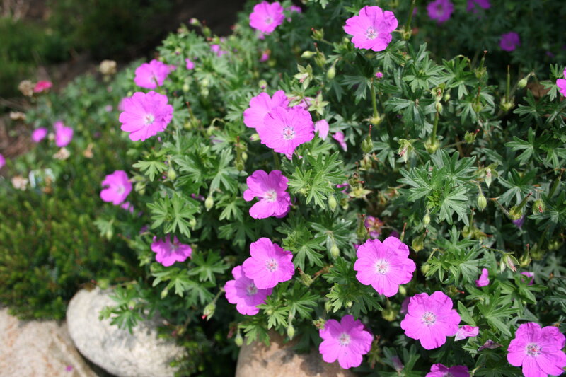 purple geranium flowers in garden