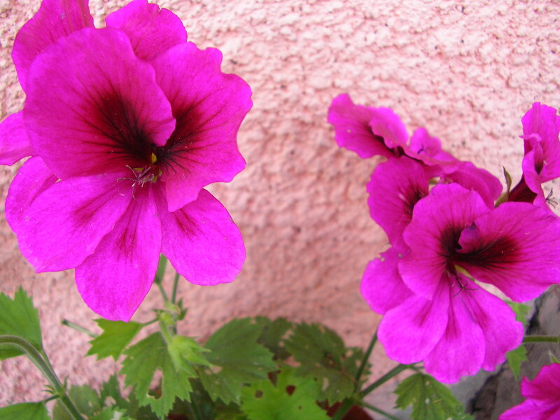 Purple Geranium Flowers — Magenta