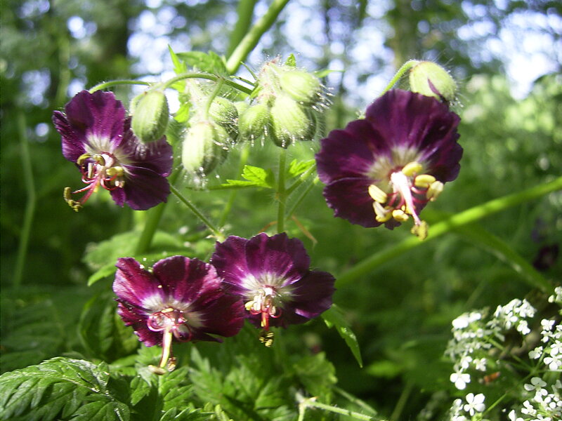 Purple Geranium Flowers — Natural, Afternoon