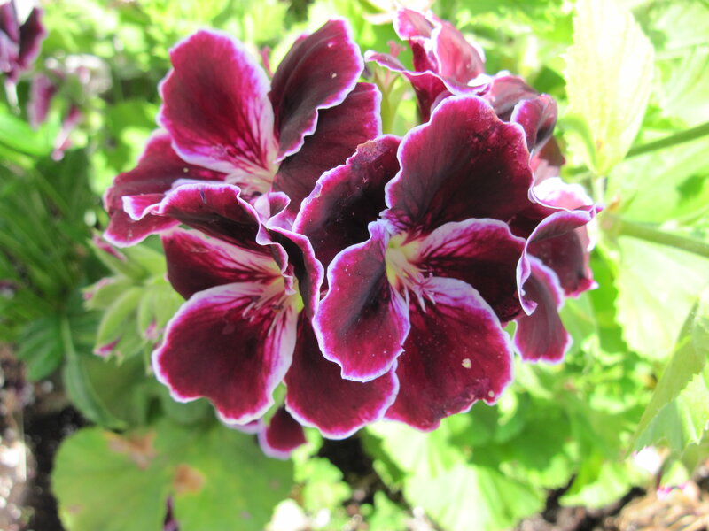 Purple Geranium Flowers — Natural