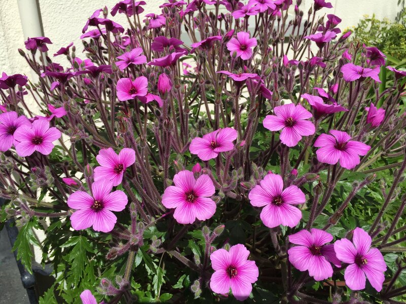 Purple Geranium Flowers — Pink, Calm, Afternoon