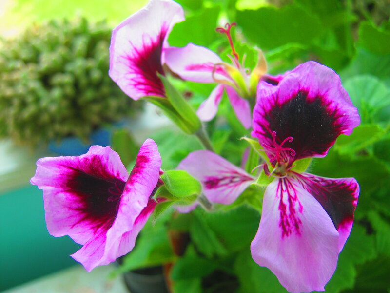 Purple Geranium Flowers — Pink, Calm