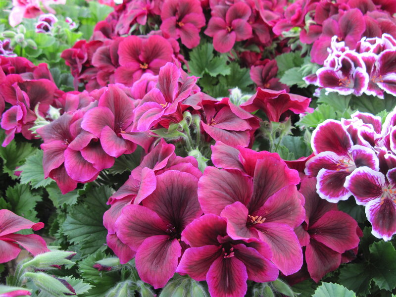 Purple Geranium Flowers — Pink