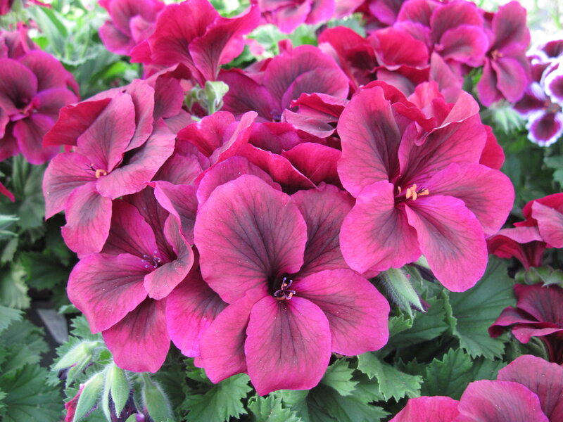 Purple Geranium Flowers — Pink, Vibrant
