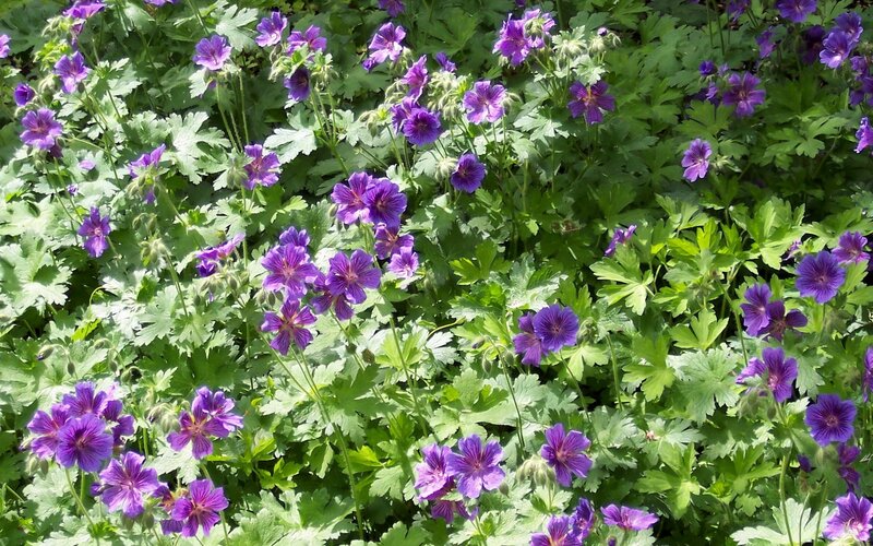 Purple Geranium Flowers — Serene, Afternoon
