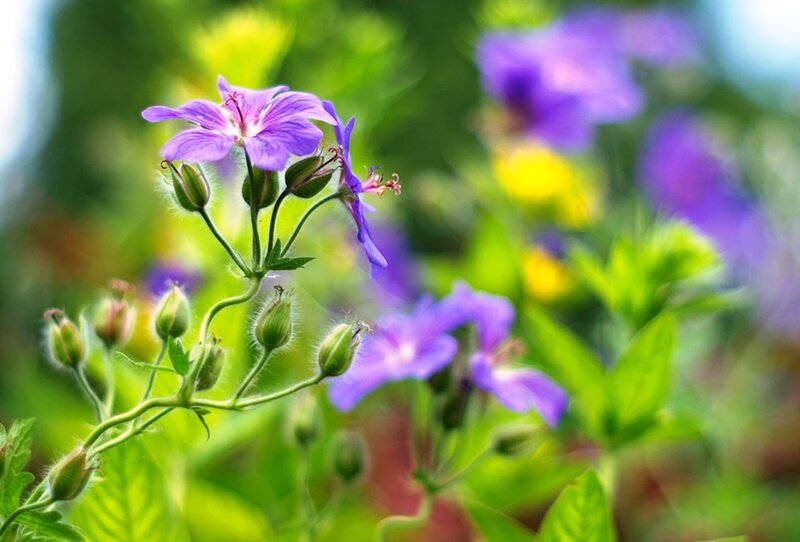 Purple Geranium Flowers — Serene, Spring, Photograph