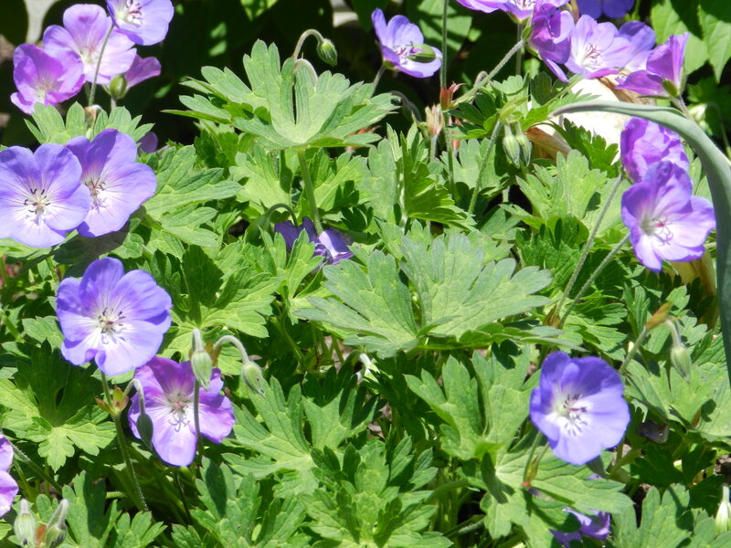 Purple Geranium Flowers — Serene, Spring