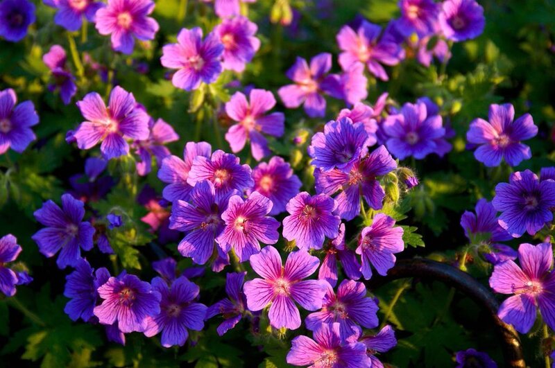 Purple Geranium Flowers — Serene