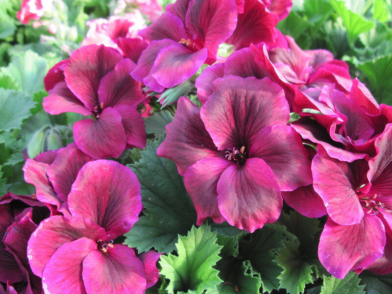 Purple Geranium Flowers — Vibrant, Afternoon