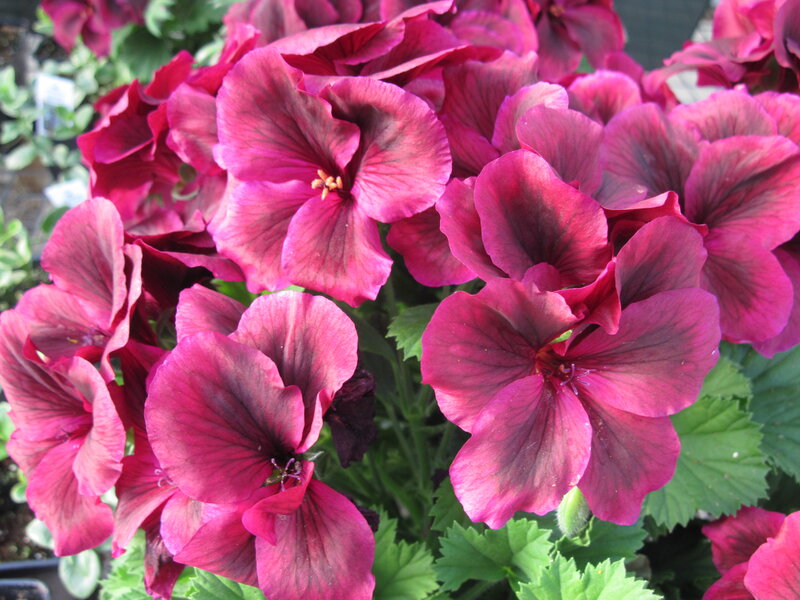 Purple Geranium Flowers — Vibrant