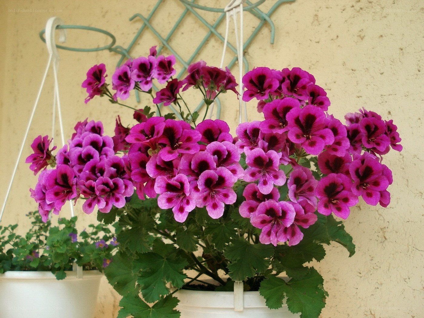 Purple geraniums in a hanging pot