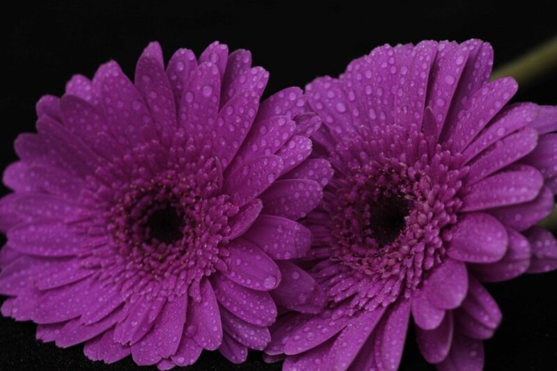 Purple Gerbera Daisies