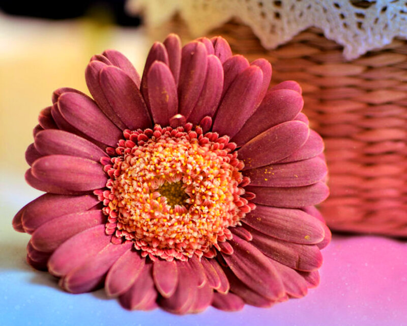 Purple Gerbera Daisy — Calm, Photograph, Basket