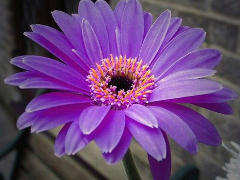 Purple Gerbera Daisy — Calm, Photograph, Flower, Stem