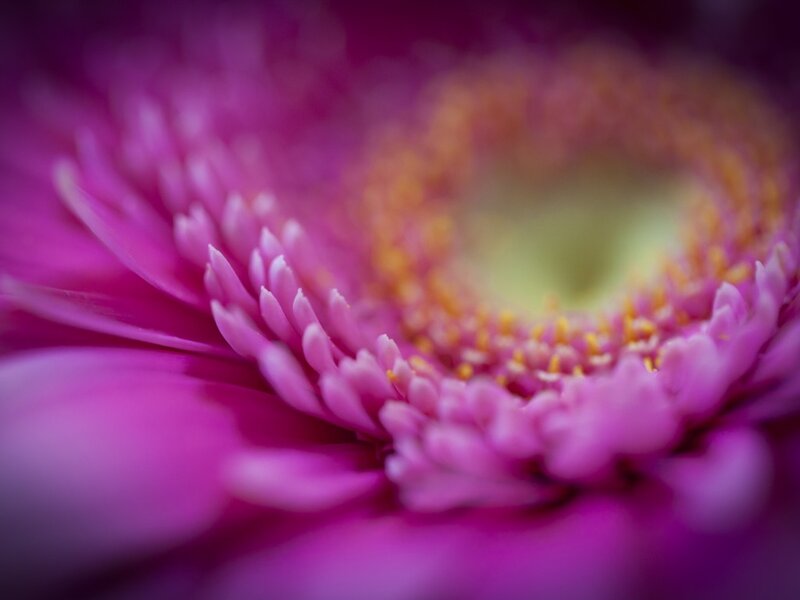 Purple Gerbera Daisy — Calm, Photograph, Flower