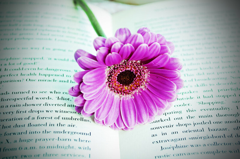 Purple Gerbera Daisy — Calm, Photograph