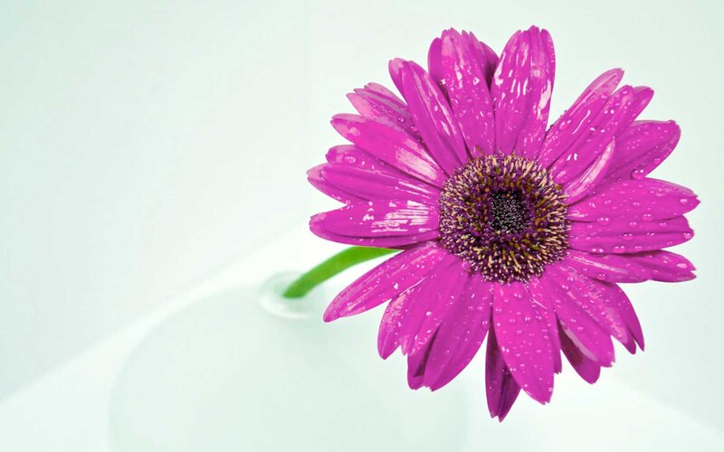 Purple Gerbera Daisy — Calm