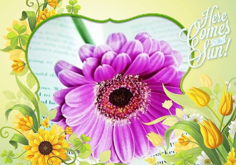 Purple Gerbera Daisy — Cheerful
