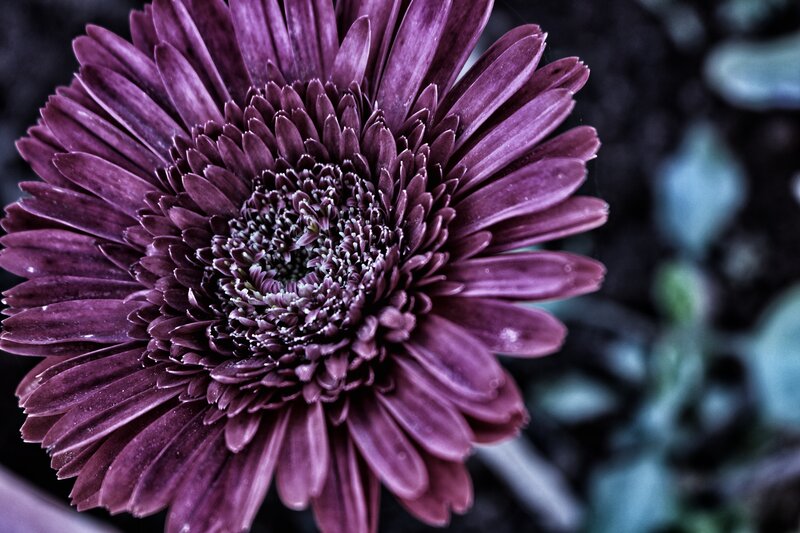 purple gerbera daisy close-up