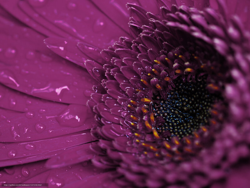 Purple Gerbera Daisy — Detailed