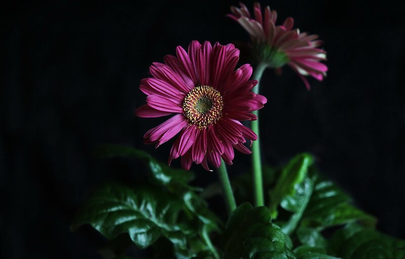 Purple Gerbera Daisy — Dramatic, Photograph