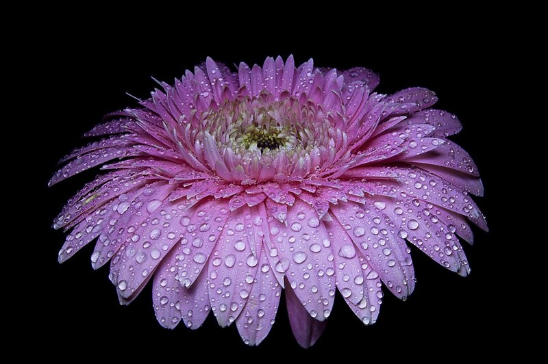 Purple Gerbera Daisy — Dramatic, Photograph, Water Droplets