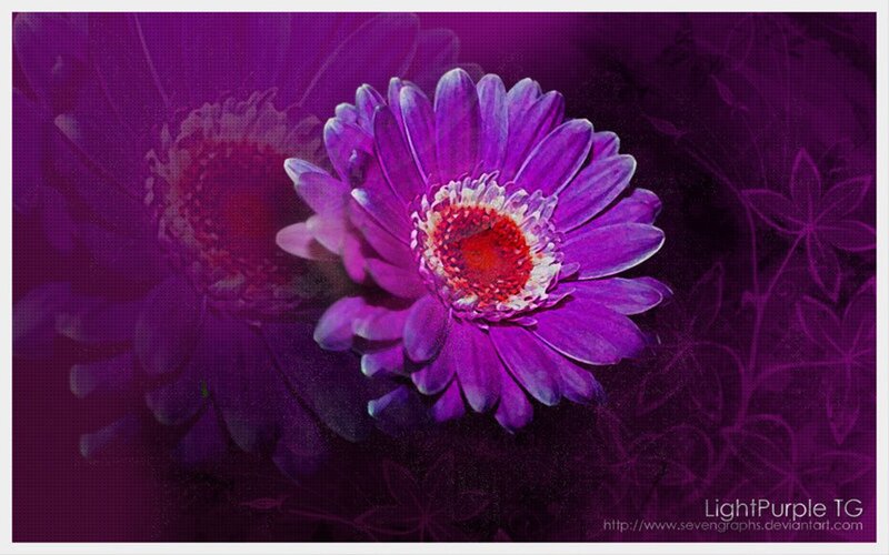 Purple Gerbera Daisy — Dramatic