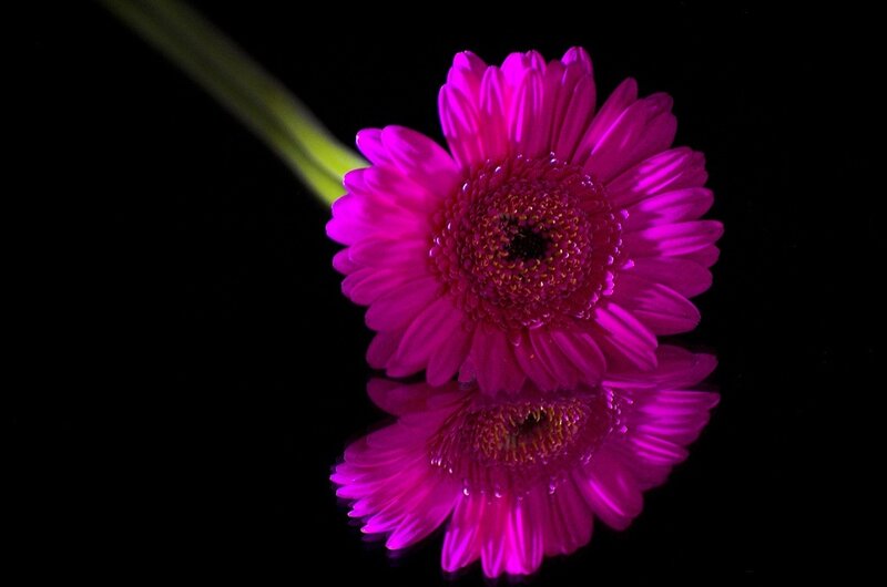 Purple Gerbera Daisy — Magenta