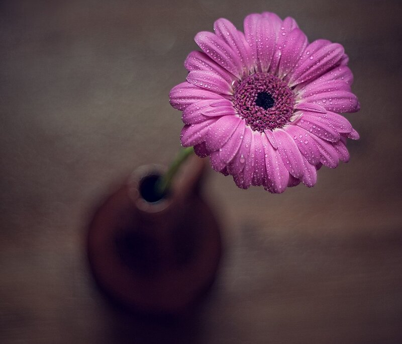 Purple Gerbera Daisy — Serene, Photograph