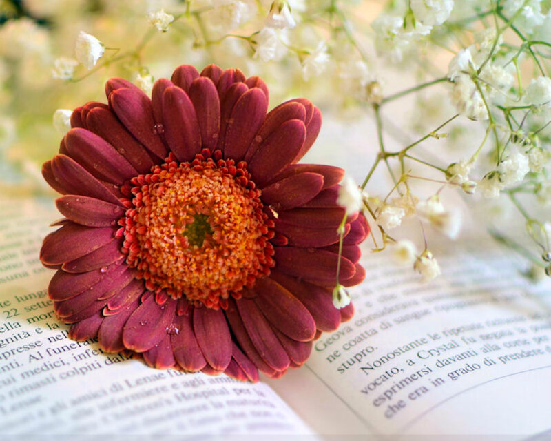 Purple Gerbera Daisy — Serene