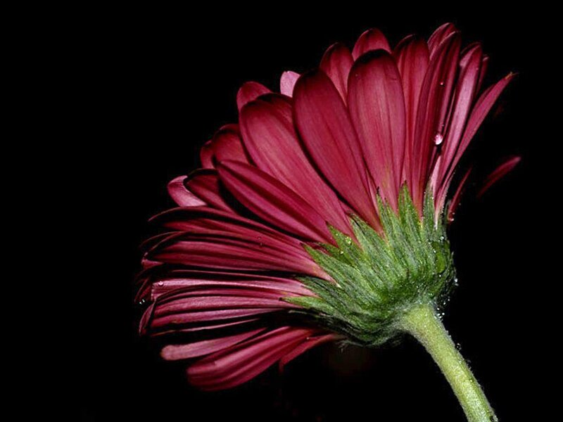 Purple Gerbera Daisy