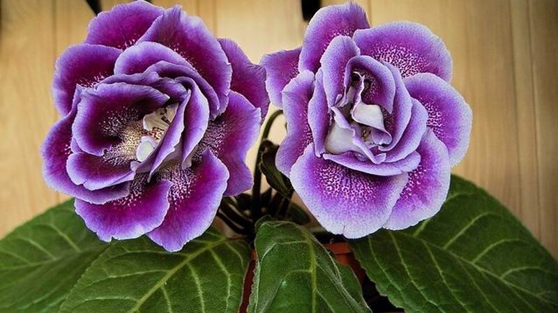Purple Gesneriad Flowers
