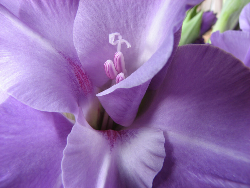 Purple Gladiolus Flower — Calm, Photograph